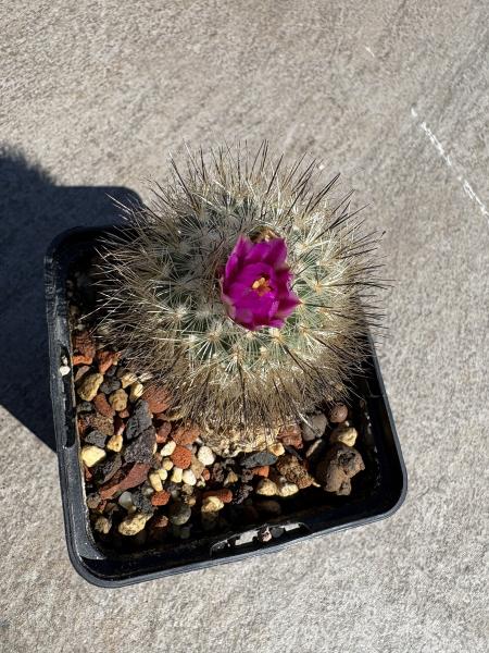 Gymnocactus booleanus